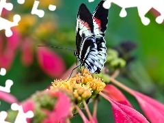 Kwiat, Motyl