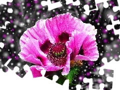 Graficzne, Efekty, Purpurowy, Makro, Mak