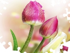 Tulipany, Krople, Kwiaty