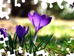 Krokus