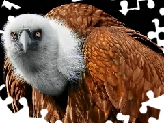 Sęp, Płowy, Ptak