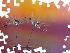 Makro, Wody, Dmuchawce, Krople