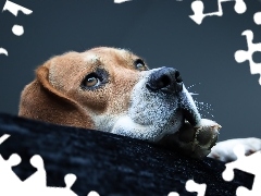 Mordka, Beagle