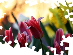 Tulipany, Blask, Czerwone