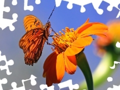Kwiat, Makro, Motyl