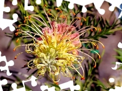 Egzotyczny, Kwiat, Grevillea