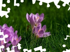 Trawa, Krokus