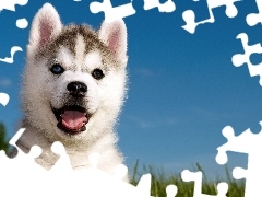 Słodki, Szczeniak, Siberian Husky