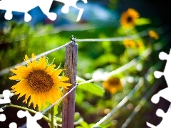 Bokeh, Światło, Słonecznik, Ogrodzenie