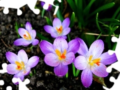 Krokusy, Kwiaty