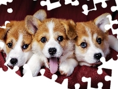Szczeniaki, Welsh Corgi Pembroke, Trzy