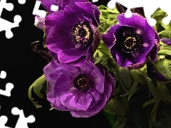 Zawilce, Purpurowe
