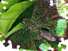 Motyl, Liść, Piękny