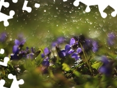 Bokeh, Kwiaty, Fiołki Wonne, Fioletowe