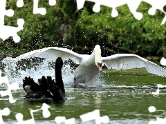 Wodowanie, Łabędź, Czarny, Biały
