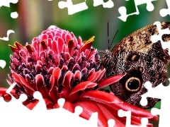 Kwiatek, Motyl, Czerwony