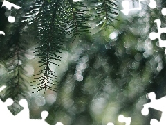 Gałązka, Bokeh, Świerk