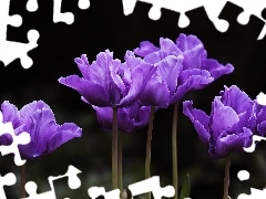 Tulipany, Fioletowe