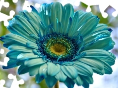 Gerbera, Kwiatek