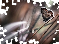 Trawa, Makro, Motyl