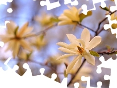 Krzew, Kwiaty, Magnolia, Białe