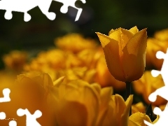 Tulipany, Kwiaty, Żółte