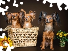 Słonecznik, Kwiaty, Papillony, Kosz