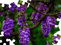 Fioletowe, Kwiaty, Glicynia