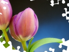 Tulipany