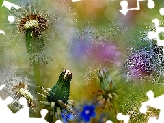 Dmuchawce, Bokeh, Mniszek