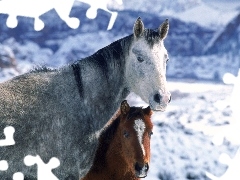 Zima, Śnieg, Konie