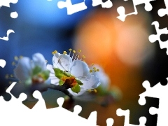 Owocowe, Drzewo, Wiosna, Makro, Kwiat