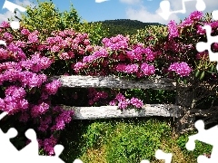 Rododendron, Płotek