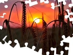 Zboże, Kłosy, Zachód, Słońca