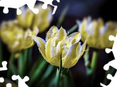 Tulipany, Żółte