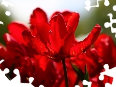 Tulipany, Kwiaty, Czerwone