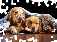 Książka, Zabawka, Dwa, Golden Retriever, Psy