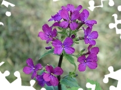 Lunaria, Kwiaty