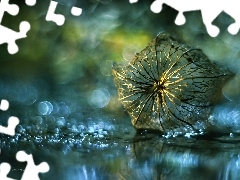 Bokeh, Sucha, Miechunka Rozdęta, Roślina