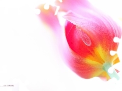 Kwiat, Czerwony, Tulipan