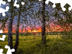 Brzozy, Łąka, Zachód, Słońca