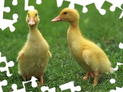 Kaczki
