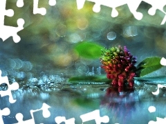 Bokeh, Kwiat, Koniczyna, Różowa