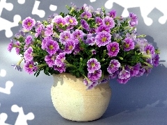 Petunia ogrodowa