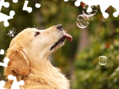 Golden Retriever, Mydlane, Pies, Bańki