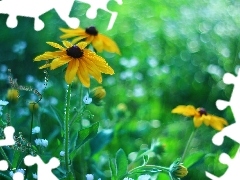 Kwiaty, Rudbekia, Żółte