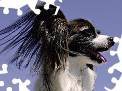Spaniel kontynentalny miniaturowy, Papillon, Piesek