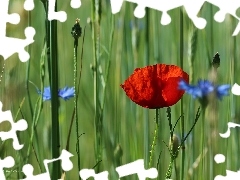 W, Zbożu, Maczek