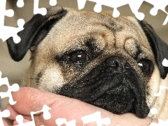 Mops