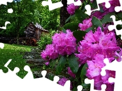 Kwiaty, Wodny, Wiosna, Rododendron, Młyn
